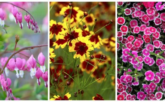 10 Best Perennial Flowers