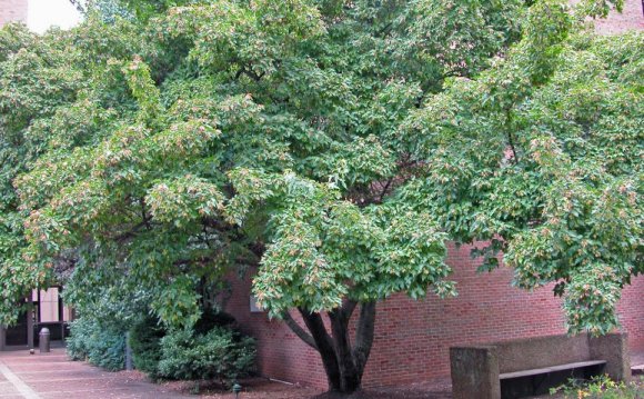 Cornelian Cherry Dogwood