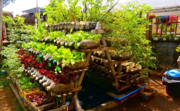 Backyard Vegetable Garden