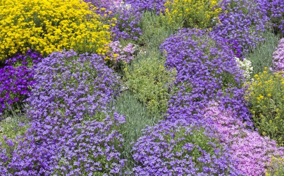 Best Ground Cover Plants for