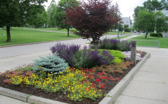 Blue spruce landscaping photo
