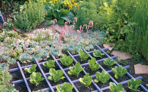 Bibb lettuce planted in