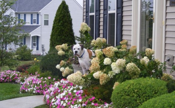 Front Yard Garden Landscaping