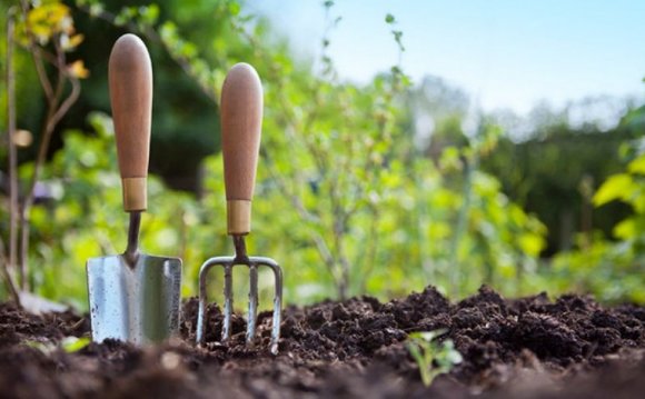 Gardening tips for beginners