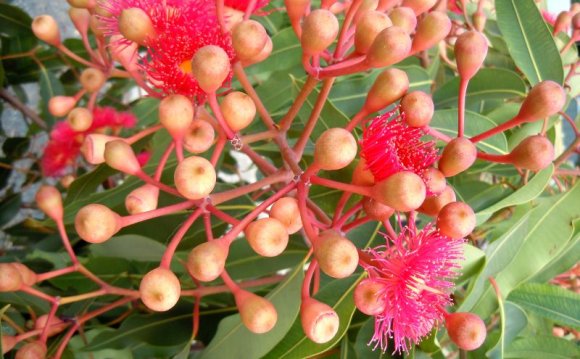 Corymbia