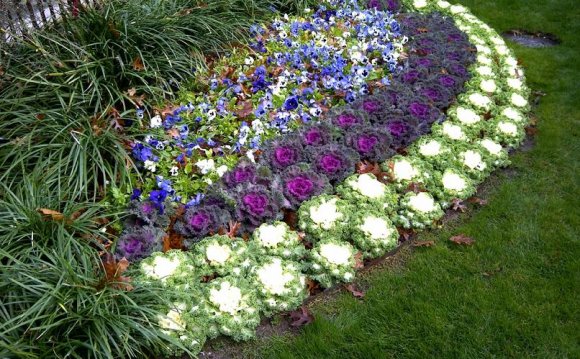 Winter color and Flowers