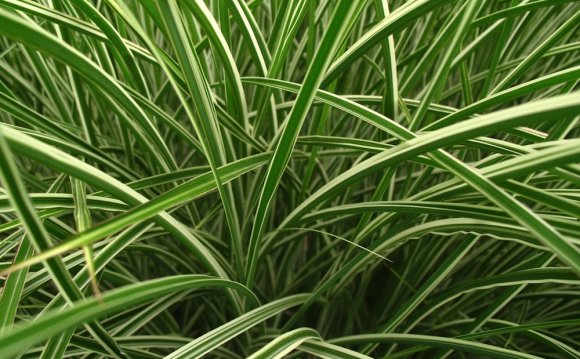 Ribbon Grass