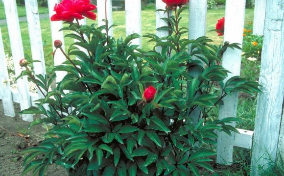 Low-Maintenance Plants for