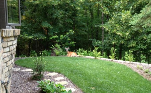 Nice backyards