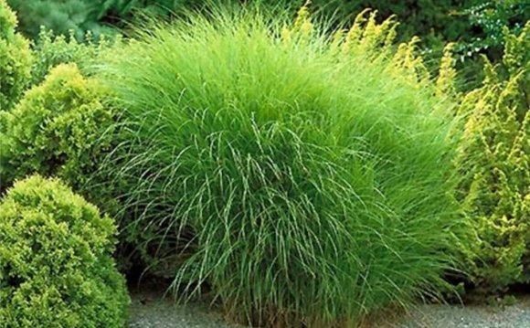 Outdoor Beach Grass Plants For