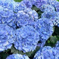 a hydrangea with blue flowers in full bloom