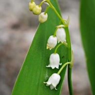 a lily-of-the-valley starting to bloom