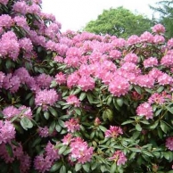 a rhododendron in full bloom with pink flowers