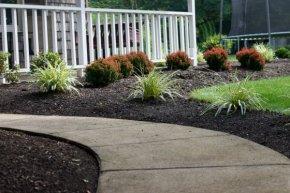 Bagatelle Crimson Pygmy Barberry used in a landscape design.