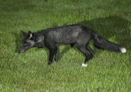 blackfox-1-2015-9-29