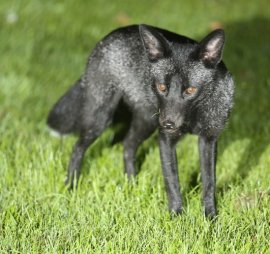 blackfox-2-2015-9-29