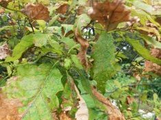 brown leaves chinkapin oak Central Texas Gardener