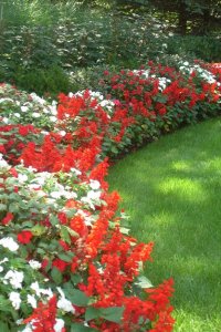 Curved Plant Bed, Red Salvia, White Impatiens Johnsen Landscapes & Pools Mount Kisco, NY