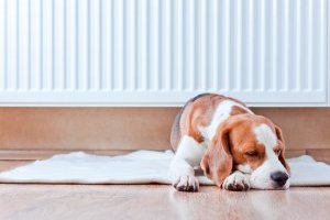 dog has a rest near to a warm radiator