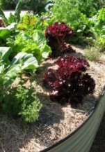 Effective use of mulch in a raised garden bed