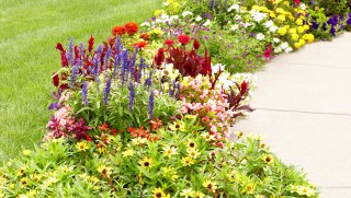 flowers edging a walkway