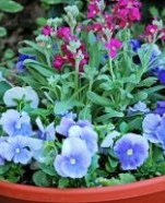 Flowers in pot with a blue theme