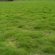 Lawn Grass Turf