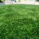 Natural looking Artificial Grass