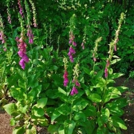 foxglove flowers