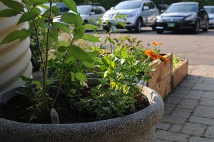 Front-yard vegetable garden