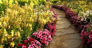 front-yeard-path-with-flowers