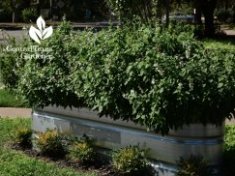 galvanized stock tank planter Salvia coccinea Central Texas Gardener