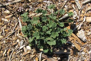 heavy-hardwood-mulch_