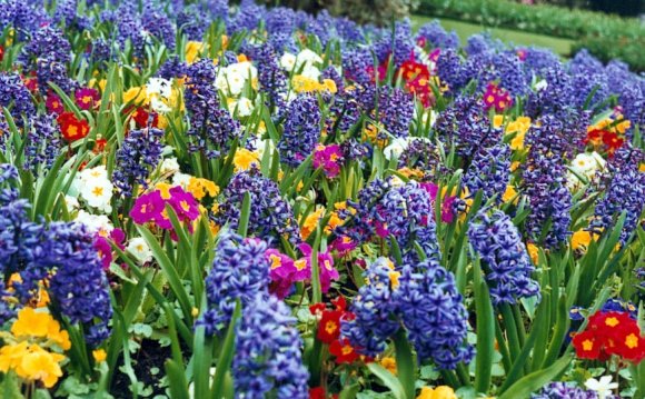 Ideas for planting flower Beds
