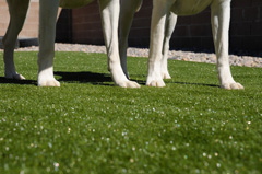image of safe pet products by synlawn artificial grass
