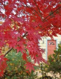 Japanese Maple, Borrowed View, Front Door
Johnsen Landscapes & Pools
Mount Kisco, NY