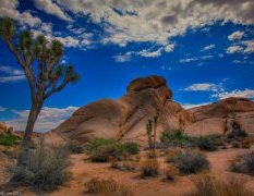 Joshua Tree National Park