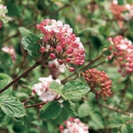 Korean Spice Viburnum