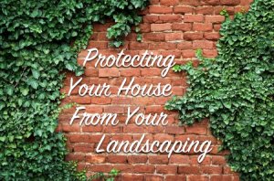 landscaping ivy on brick