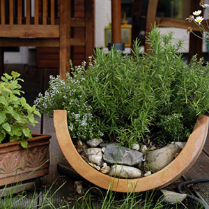 Large plants growing in containers