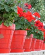 Mass planted geraniums in bright red pots make an eye catching display