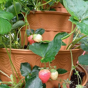 Multiple pots stacked to make a strawberry fountain