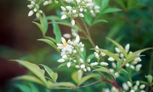 Nandina domestica