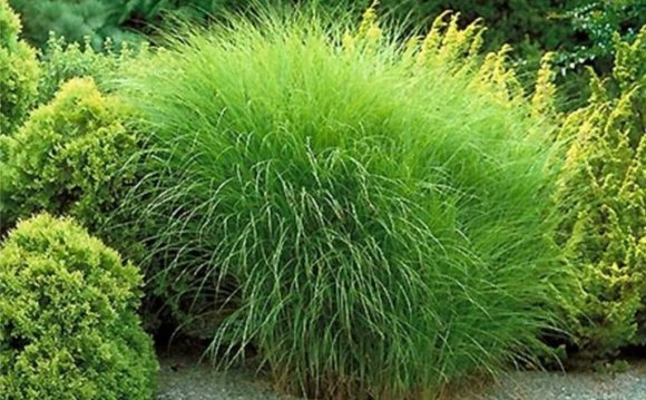 Grass for Landscaping