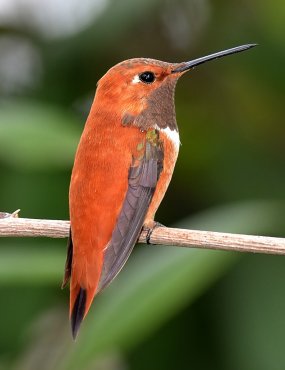 Pease Park Hummingbird