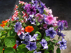 Petunias are a cheap and cheerful potted colour choice.