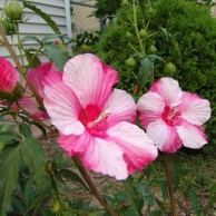 pink hibiscus