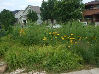 Prairie garden in a residential setting.