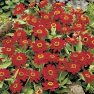 profusion zinnia cherry