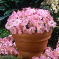 purple wave petunia